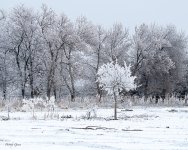 Winterscape-8.jpg