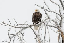 EagleSnowTree-4.jpg