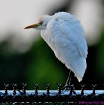 DSC_2787_001.JPG