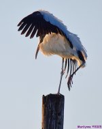 DSC_2844_001.JPG