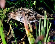 DSC_28-1.JPG
