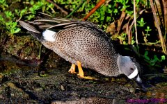 DSC_2919_001.JPG