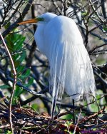 DSC_2987_001.JPG