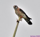 DSC_3010_001.JPG