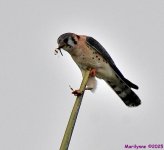 DSC_3013_001.JPG