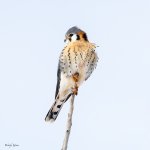 KestrelPerched-6.jpg