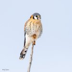 KestrelPerched-8.jpg
