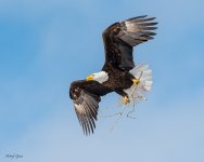 EagleStick-3.jpg