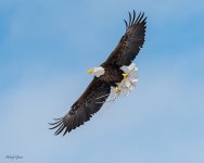 EagleStick-10.jpg