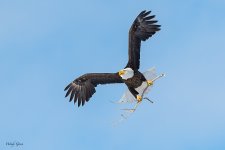 EagleStick-11.jpg