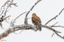 FeruginousHawkSnow-11.jpg