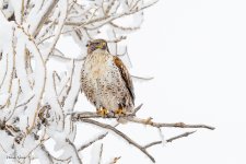 FeruginousHawkSnow-12.jpg