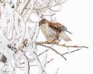 FeruginousHawkSnow-13.jpg