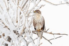FeruginousHawkSnow-14.jpg
