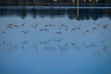 _DSC4356-DeNoiseAI-low-light.jpg