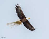 EagleGrass-11.jpg