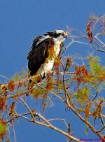 DSC_3024_001.JPG