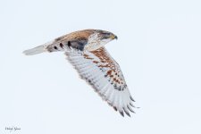 FerruginousFlight-11.jpg