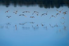 Bird Shot copy.jpg