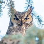 DadOwl-11.jpg