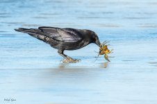 CrowCrawdad-12.jpg