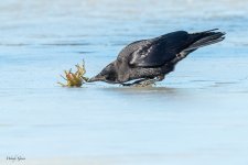 CrowCrawdad-14.jpg