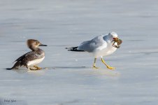 GullCrawdad-11.jpg