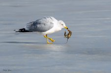 GullCrawdad-12.jpg