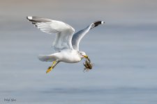 GullCrawdad-13.jpg