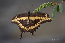 _DSC4660.jpg