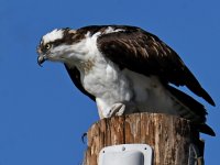 Osprey17.jpg