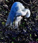 DSC_3064_001.JPG