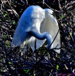 DSC_3066_001.JPG