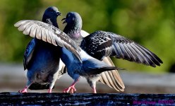 DSC_3074_001.JPG