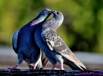 DSC_3083_001.JPG