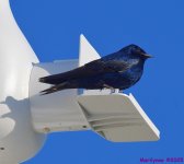 DSC_3104_001.JPG