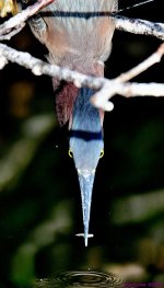 DSC_3116_001.JPG