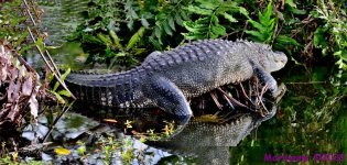 DSC_3193_stitch3_001.JPG