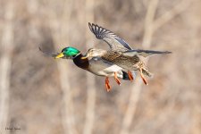 MallardPairFlight-12.jpg