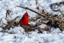 Cardinal-.jpg