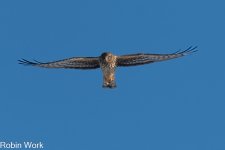 Northern Harrier-.jpg