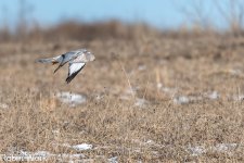 Northern Harrier-2.jpg