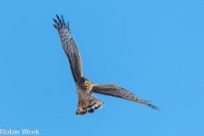Northern Harrier--2.jpg