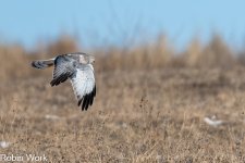 Northern Harrier--3.jpg