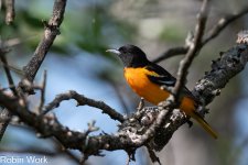 Baltimore Oriole--5.jpg
