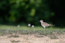 Killdeer-.jpg
