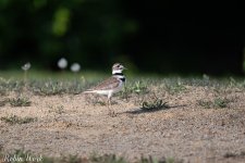Killdeer--2.jpg