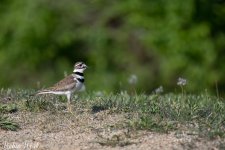 Killdeer--3.jpg