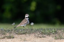 Killdeer--4.jpg