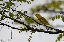 Yellow Warbler-.jpg